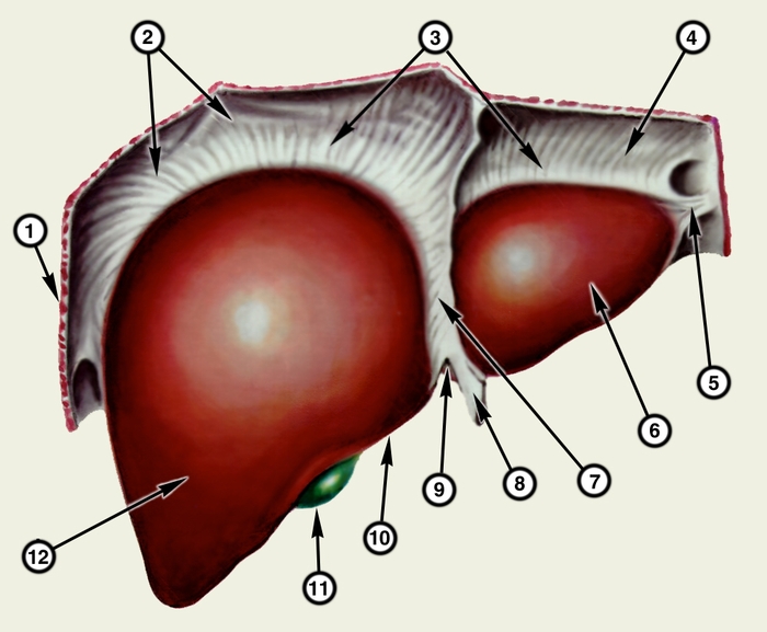 Рис. 1. Схематическое изображение печени (вид со стороны диафрагмальной поверхности): 1 — правая треугольная связка; 2 — <a href=