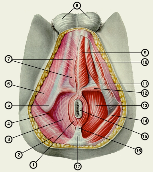 Рис. 1. Мышцы и фасции промежности у мужчин (слева фасции удалены): 1 — наружный сфинктер заднего прохода; 2 — ягодичная фасция; 3 — нижняя фасция диафрагмы таза; 4 — седалищно-прямокишечная ямка; 5 — <a href=