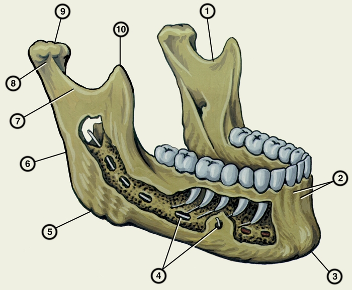 Рис. 2а). Нижняя челюсть (вид снаружи, часть костной пластинки удалена): 1 — <a href=