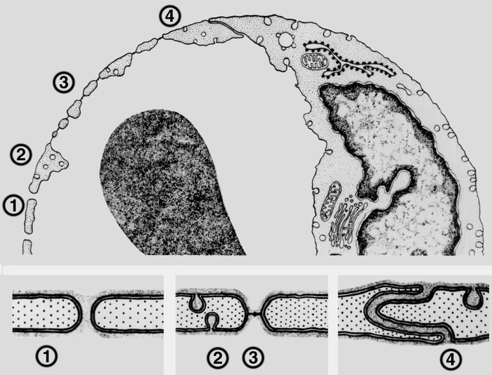 Рис. 4. Схематическое изображение путей транспорта веществ через эндотелий: 1 — недиафрагмированные фенестры (поры); 2 — плазмолеммальные везикулы; 3 — диафрагмированные фенестры; 4 — межклеточные контакты