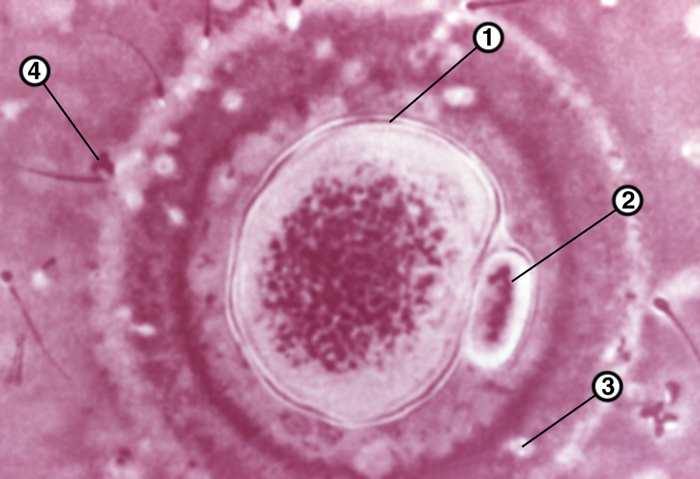 Рис. 3. Один из этапов процесса осеменения: 1 — яйцеклетка; 2 — <a href=