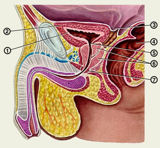 Рис. 1. Сагиттальный распил мужского таза: 1 — слизистая оболочка мочевого пузыря; 2 — <a href=