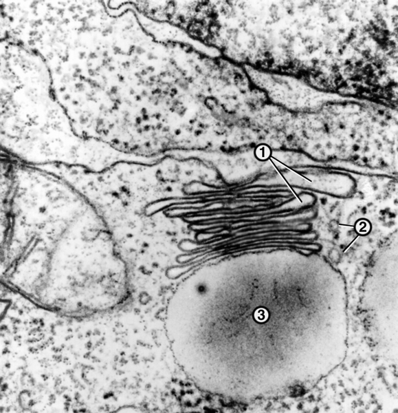 Рис. 3. Комплекс Гольджи: 1 — цистерны; 2 — везикулы (пузырьки); 3 — крупная <a href=