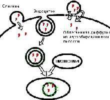 Способы проникновения содержимого липосом в клетку