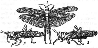 Пустынная саранча: 1 - стадная, с расправленными крыльями; 2 - стадная сидящая; 3 - одиночная