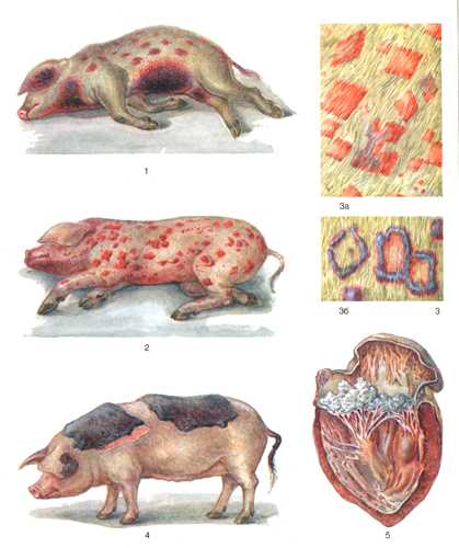Рис. 2. Поражения при роже свиней.